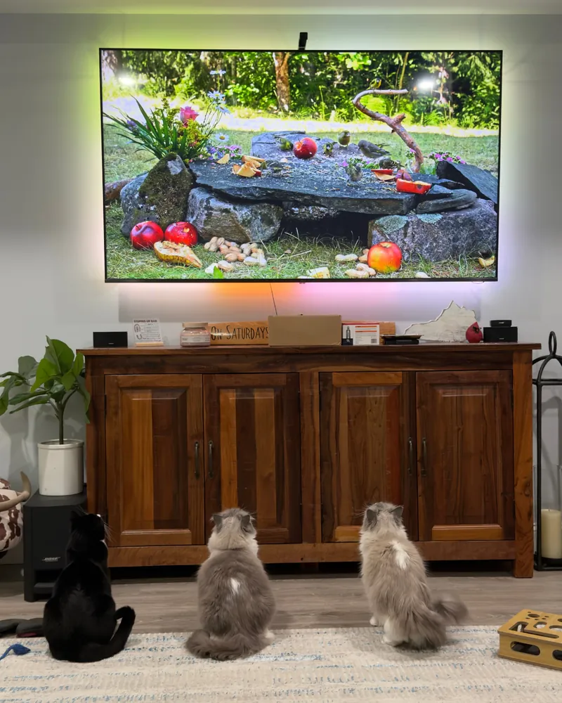Three cats sitting in a row on the living room rug, watching a bird channel on the wall TV that shows apples and peanuts set out on a rock.