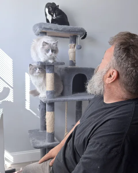Greg at his desk with three cats perched on a tower behind him, supervising his work.