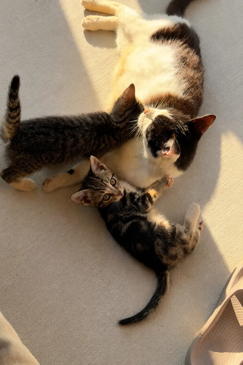 A stray cat and her two kittens on the porch, brought up out of the woods.