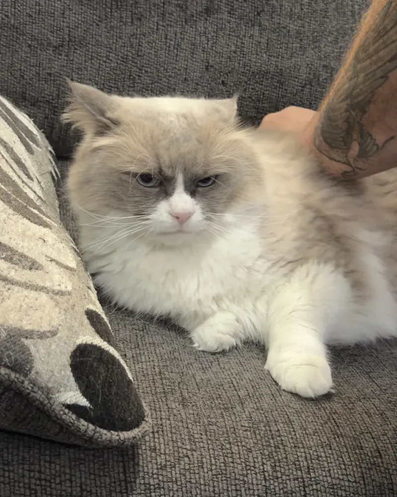 Berlioz, a fluffy cream and gray cat, glaring at the camera from the couch while a tattooed arm brushes him.